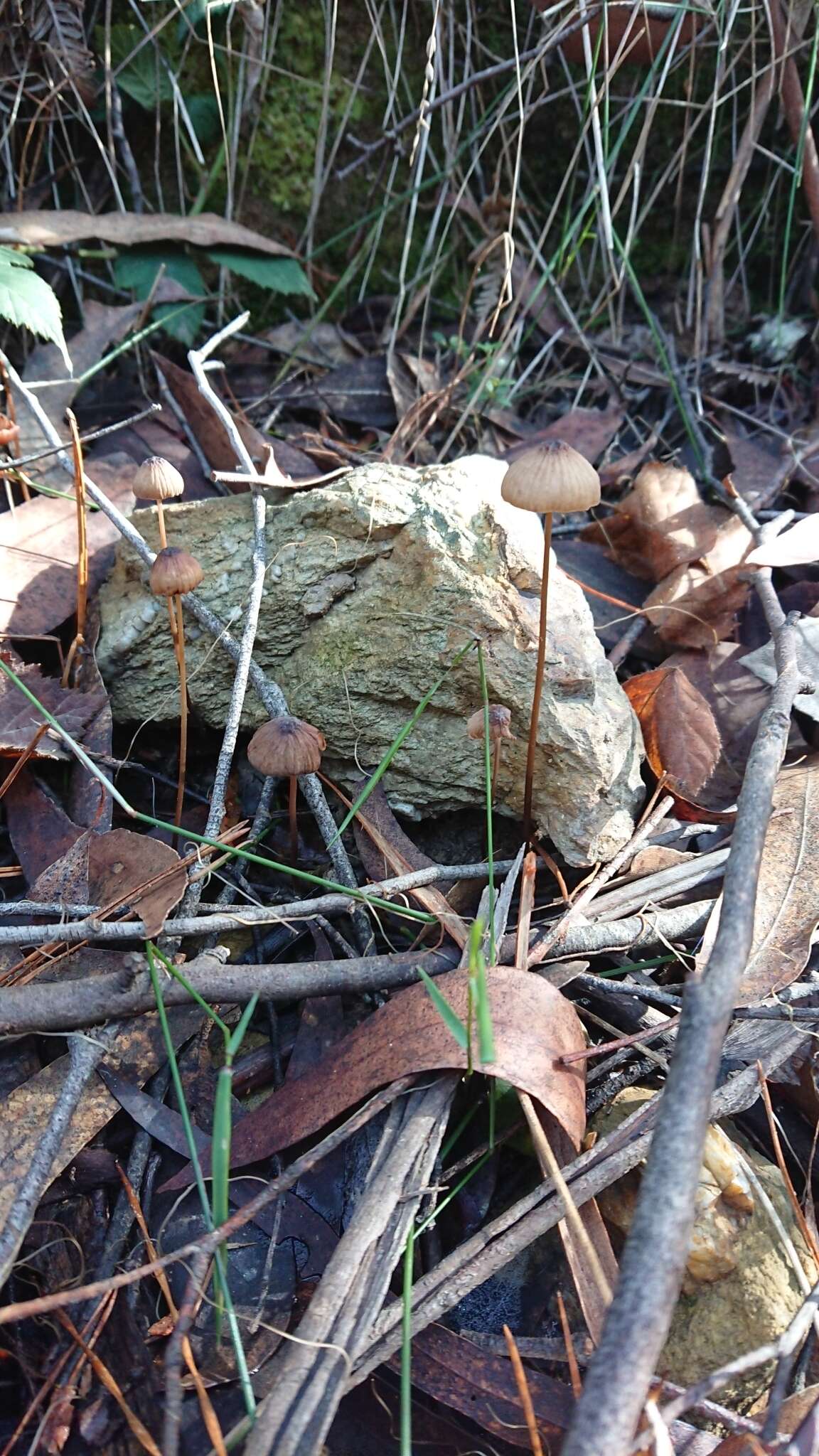 Image of Mycena cystidiosa (G. Stev.) E. Horak 1971