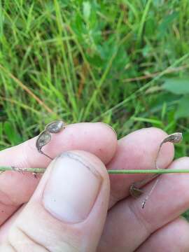 Image of Slim-Leaf Tick-Trefoil