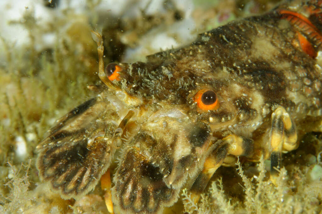 Image of Small European Locust Lobster