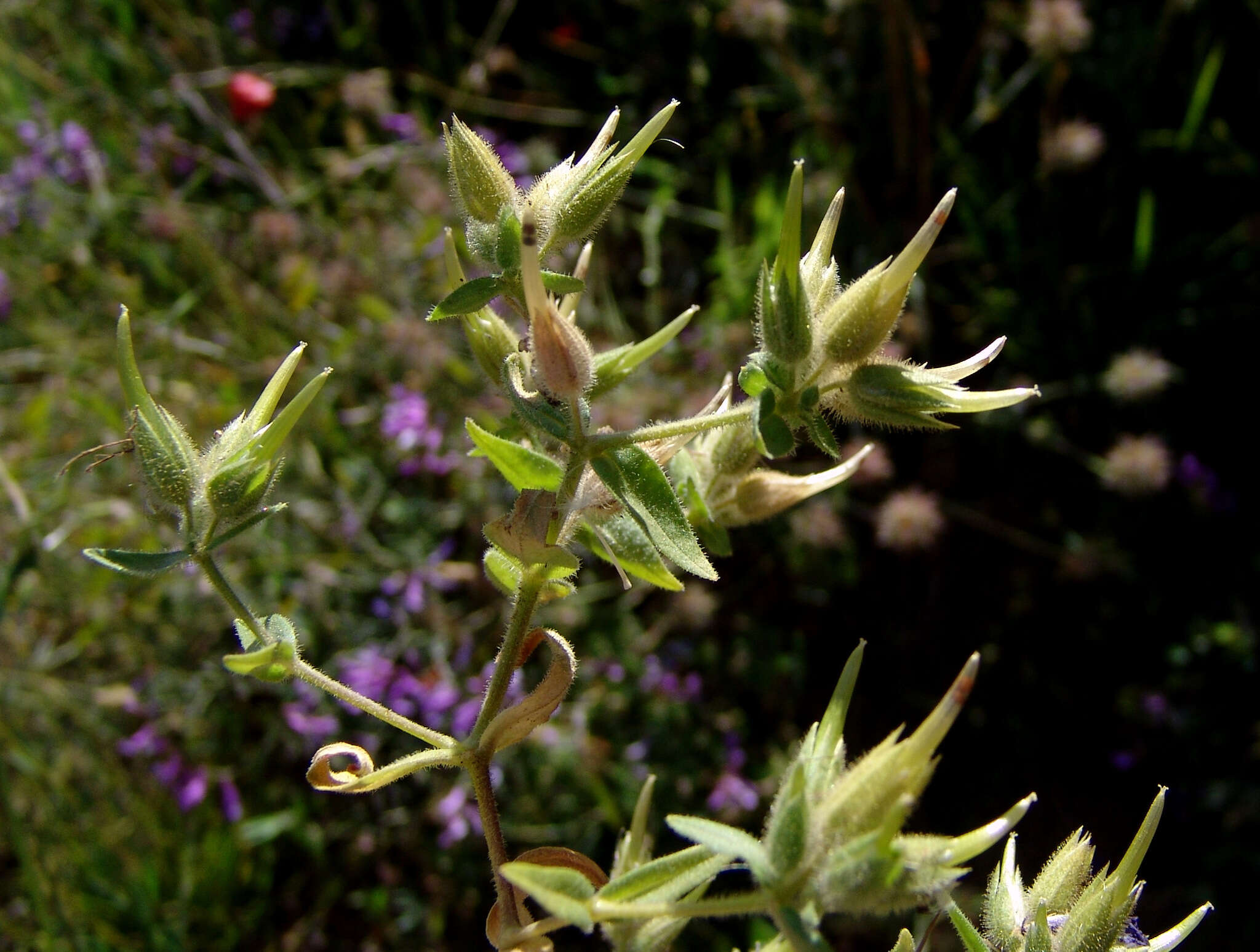 Imagem de Cerastium dichotomum L.