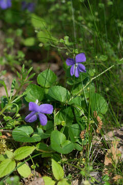 Image of common dog-violet