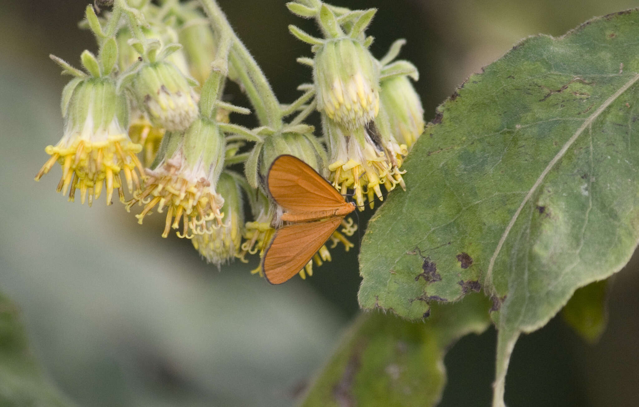 Plancia ëd Eudulophasia invaria Walker 1854