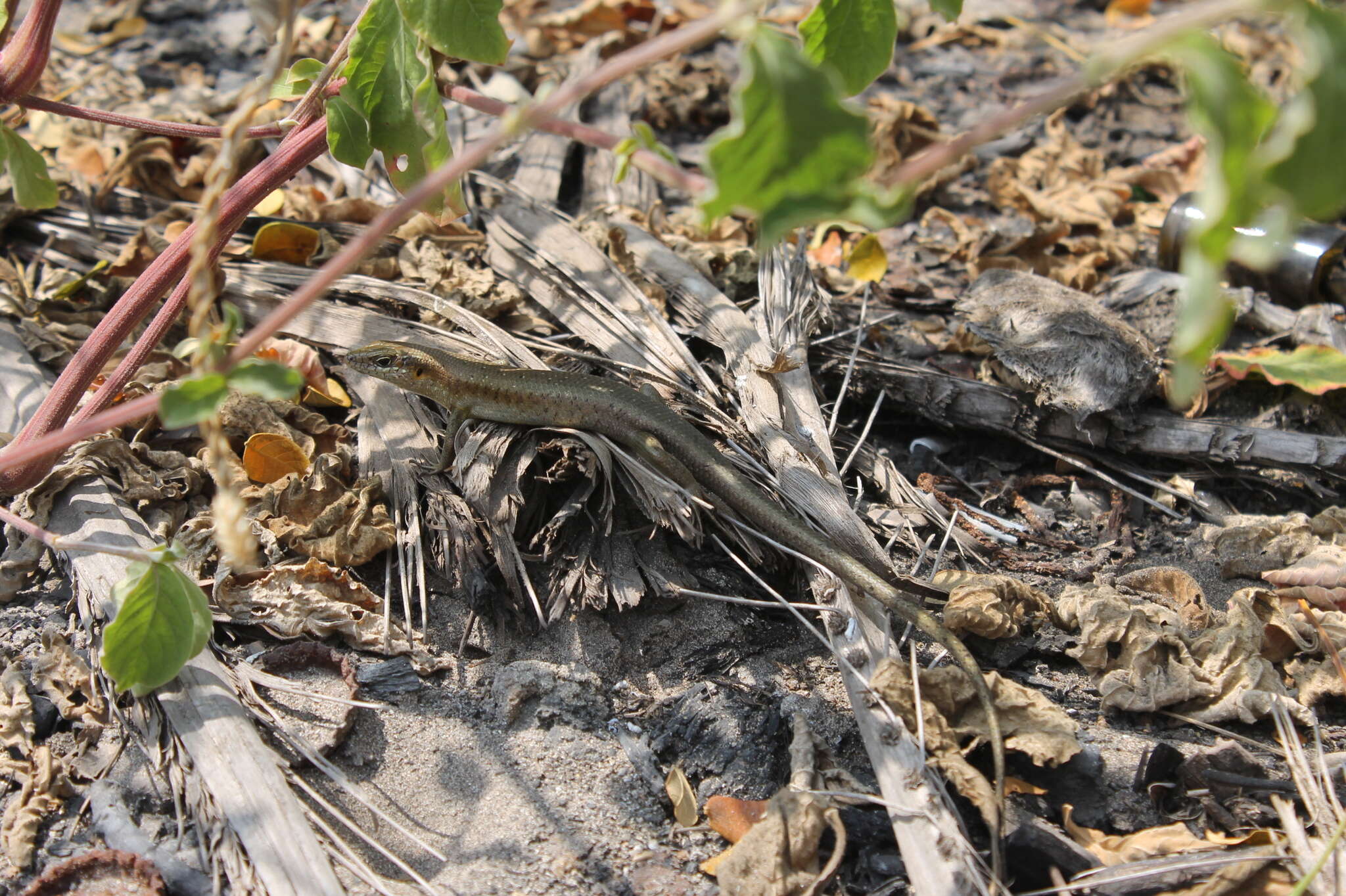 Image of Trachylepis thomensis Ceríaco, Marques & Bauer 2016