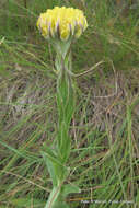 Слика од Helichrysum auriceps O. M. Hilliard