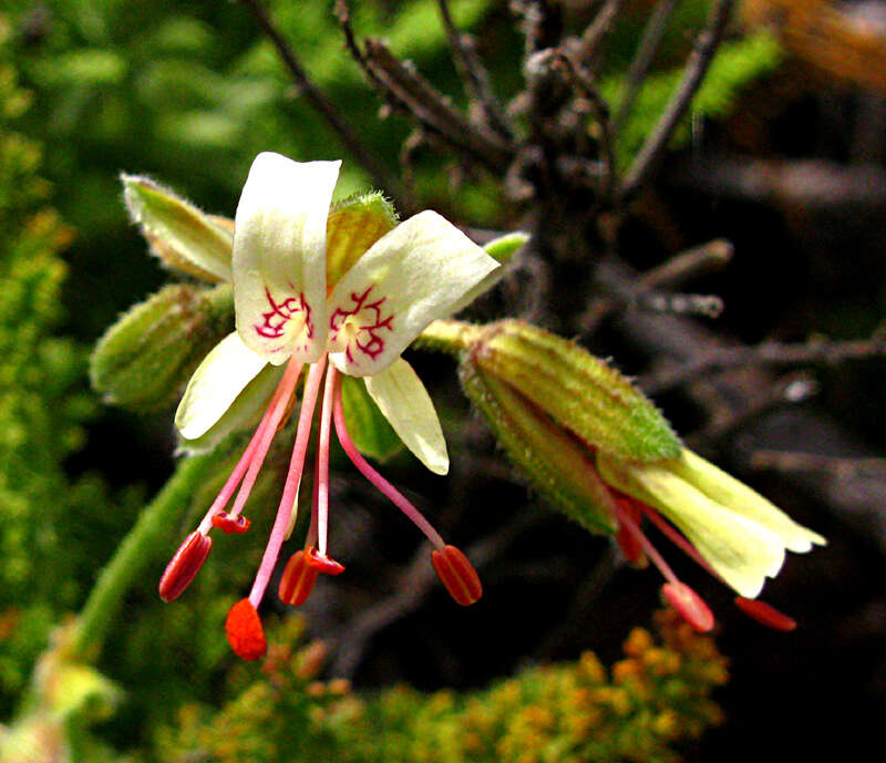 Image of Pelargonium tragacanthoides Burch.