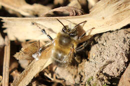 Image de Anthophora plumipes (Pallas 1772)