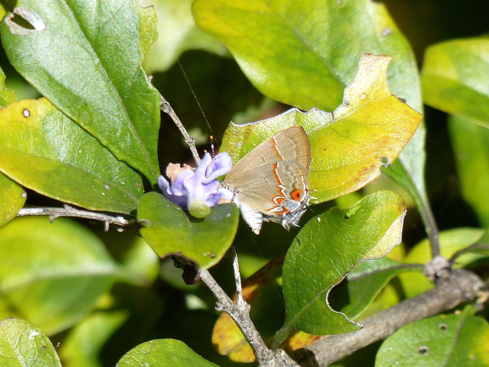 Image of Calycopis caulonia (Hewitson (1877))