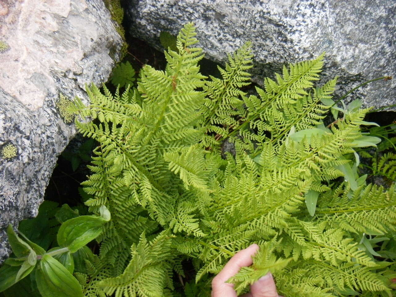 Image of alpine lady-fern