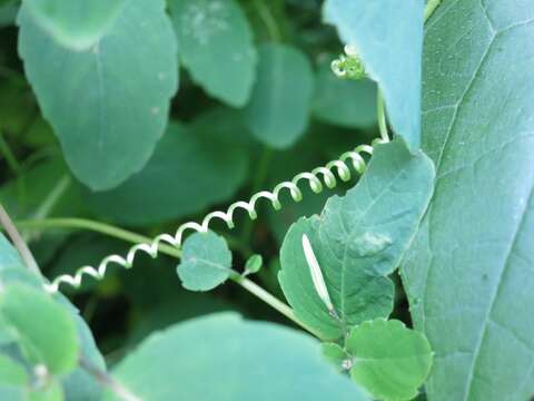 Image of oneseed bur cucumber