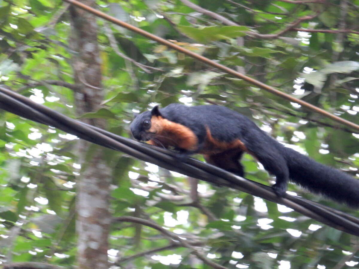 Image of Black Giant Squirrel