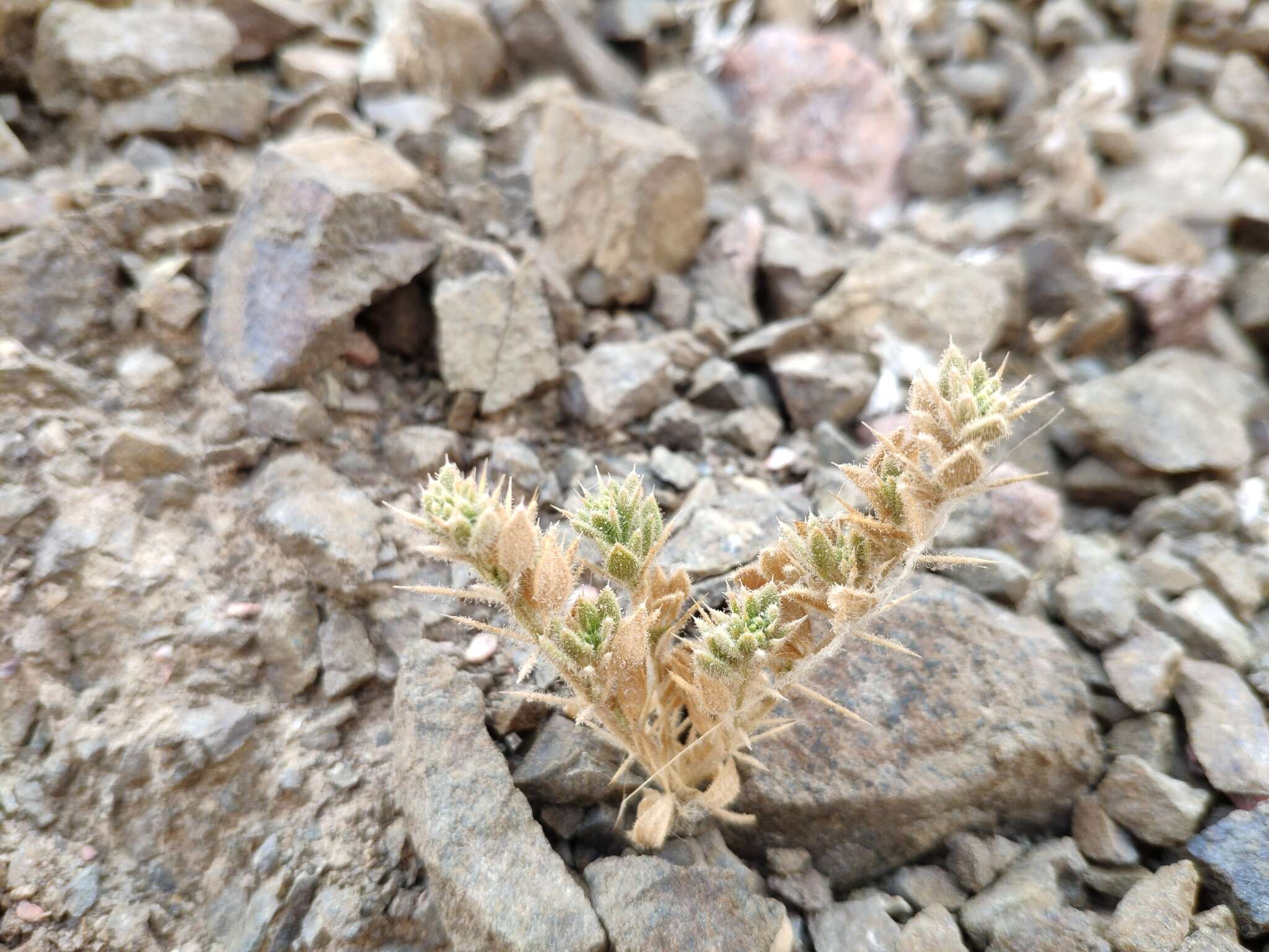 Image of Fagonia mollis Del.