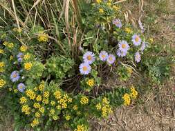 Imagem de Aster spathulifolius Maxim.