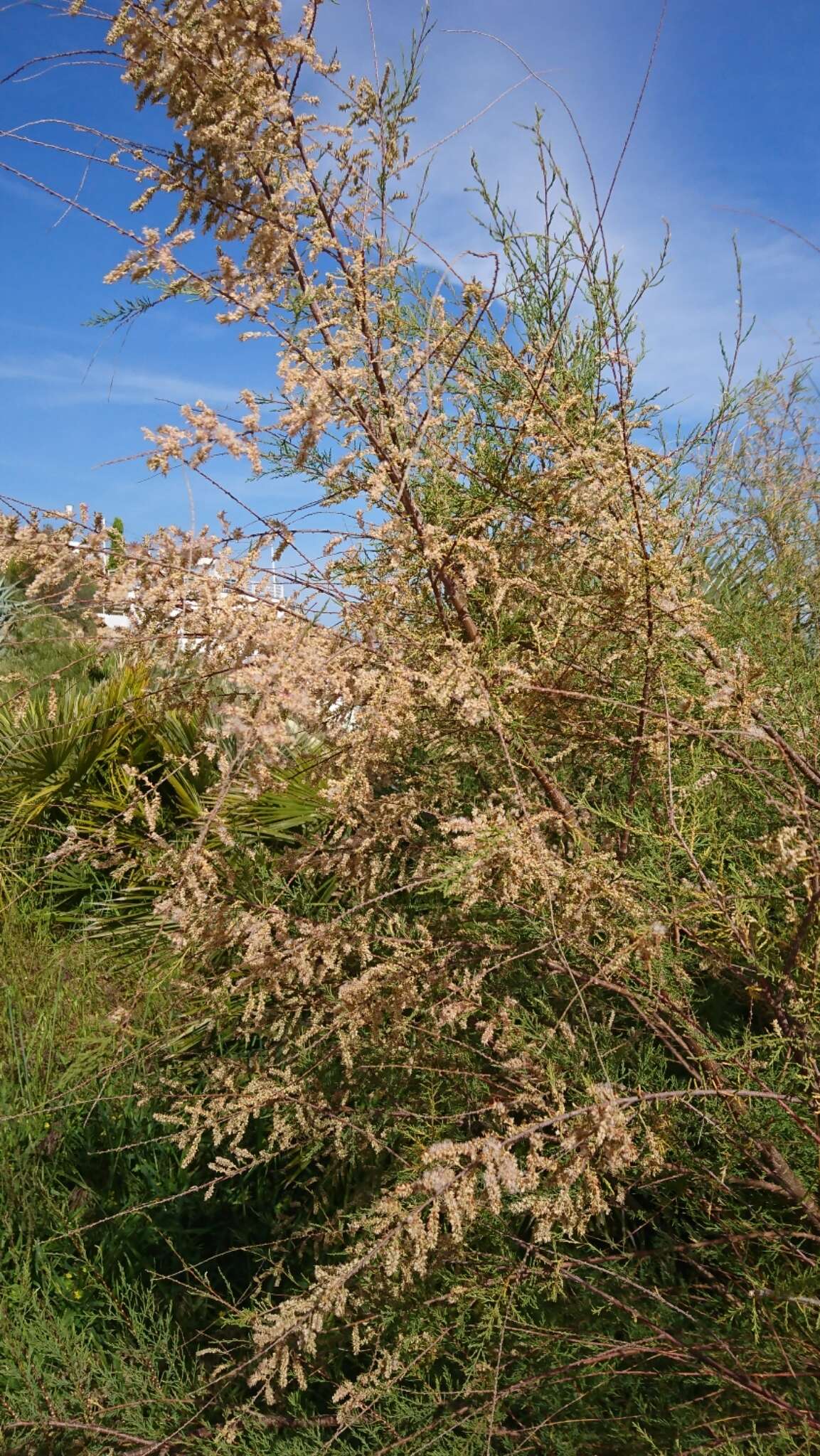 Image de Tamarix africana Poir.