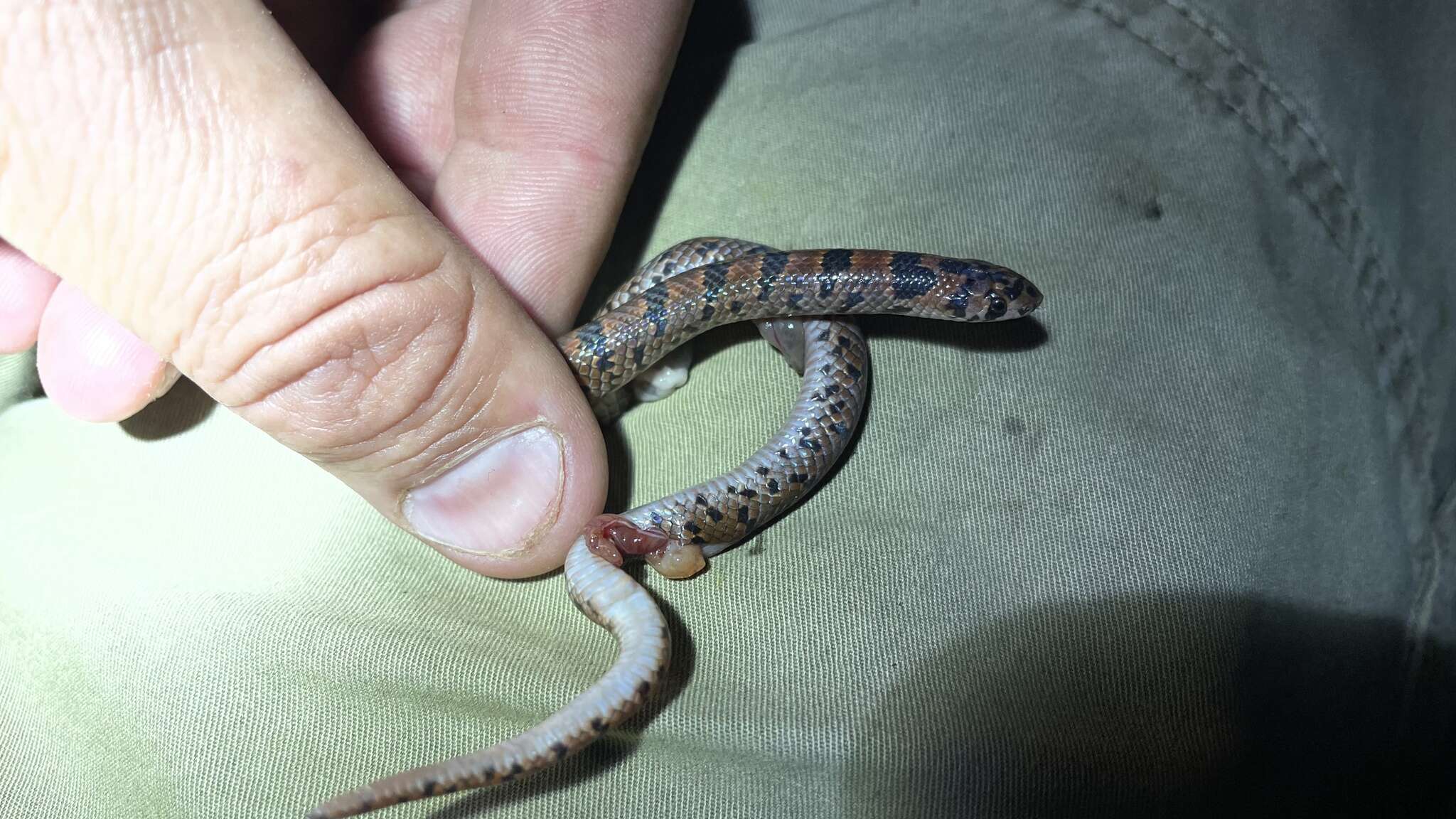 Image of Blotched Hooknose Snake