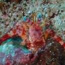 Image of stareye hermit crab