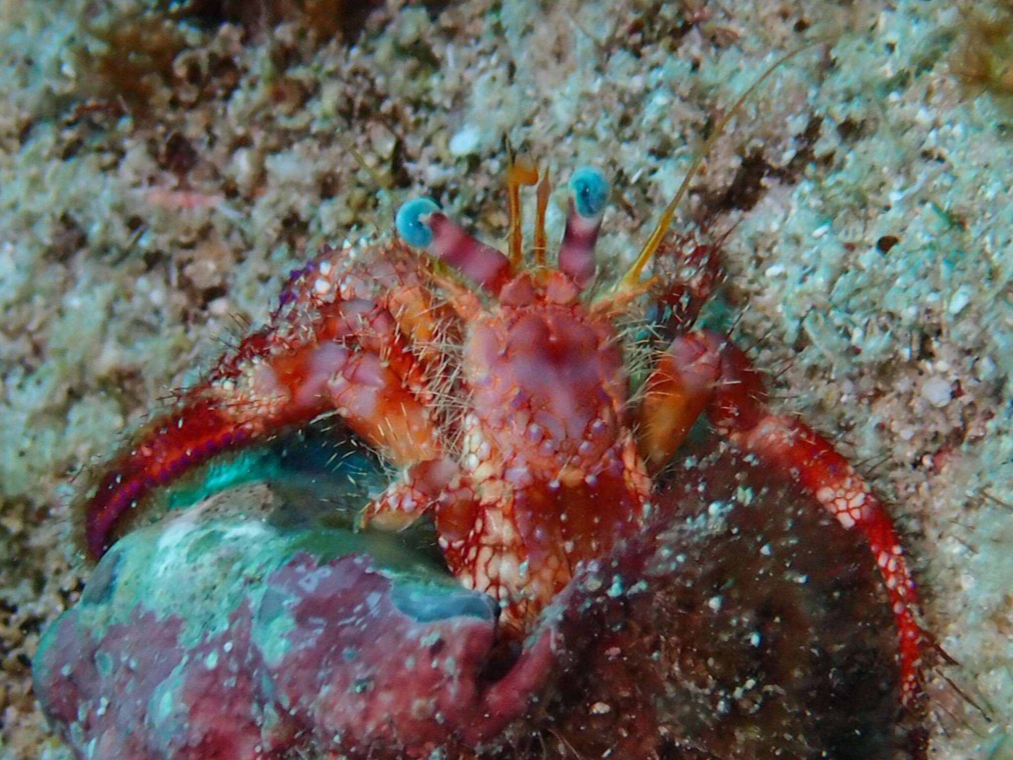 Image of stareye hermit crab