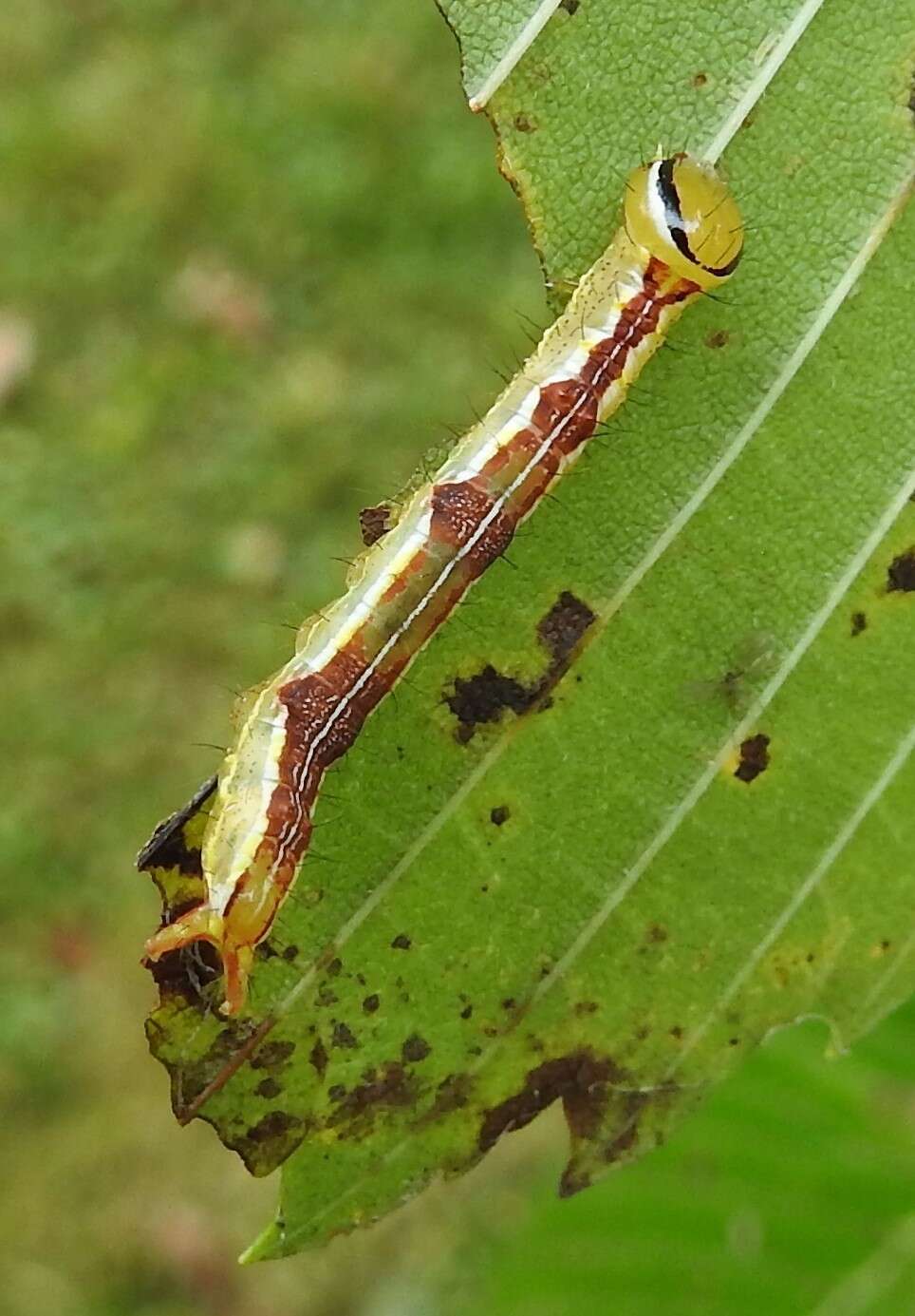 Image of Variable Oakleaf Caterpillar Moth