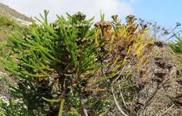 Image of Berzelia albiflora (E. Phillips) Class.-Bockh. & E. G. H. Oliv.