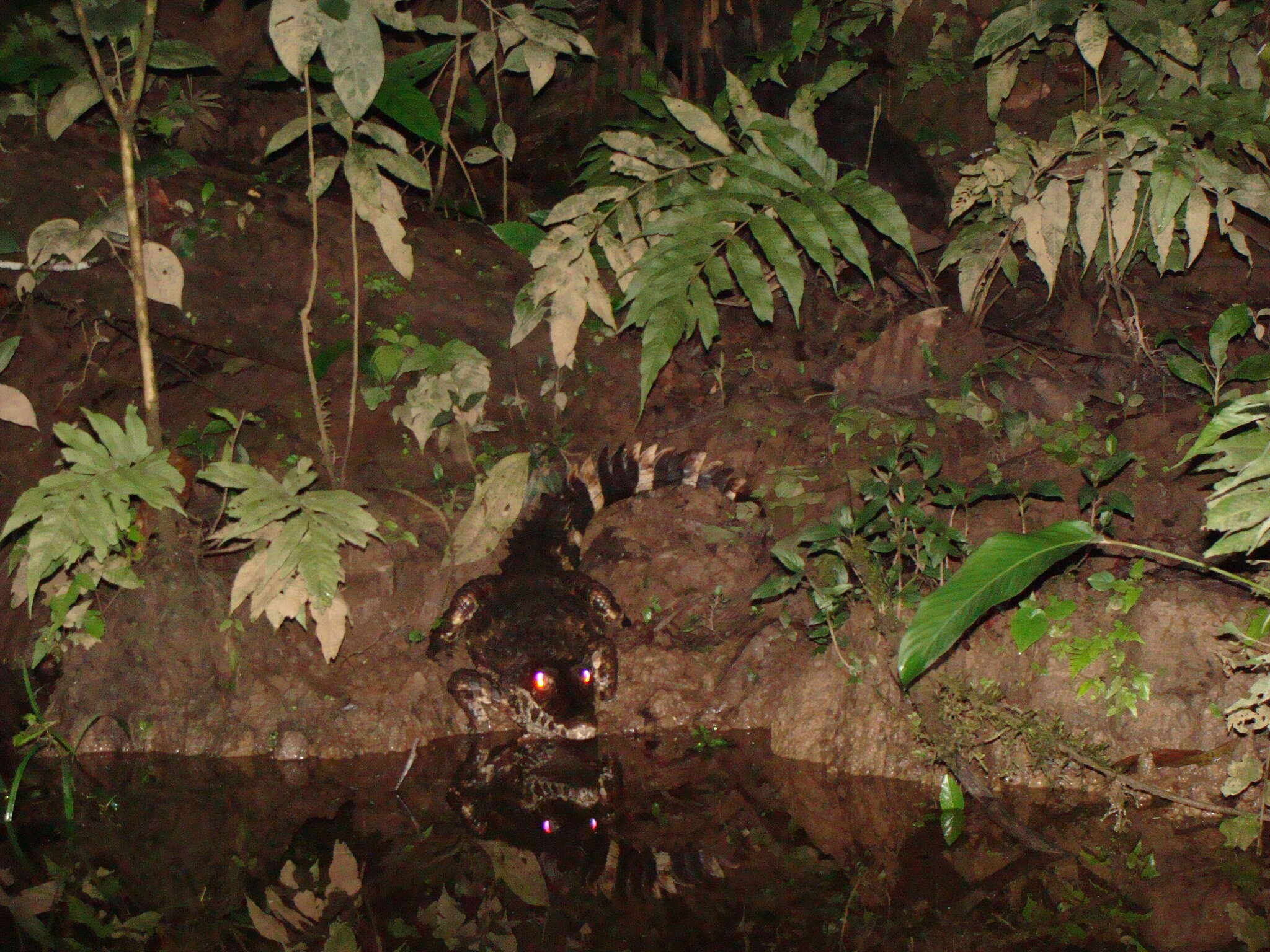 Image of Schneider's Smooth-fronted Caiman