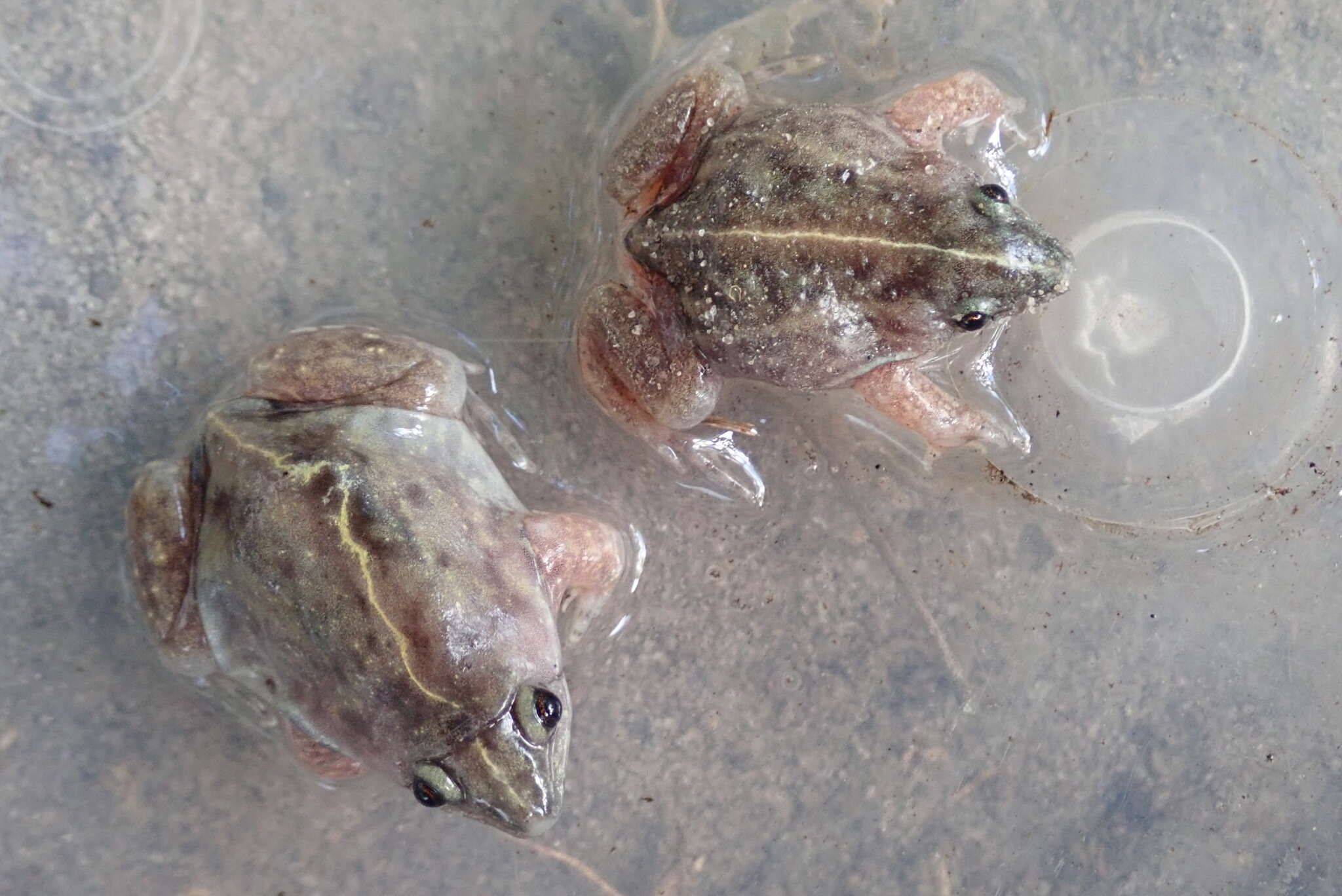 Image of Guinea Snout-burrower