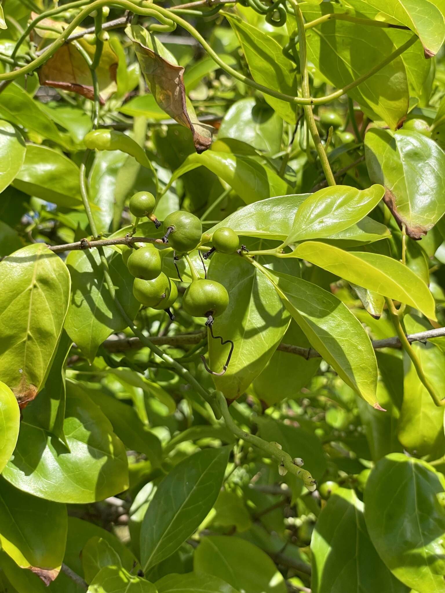 Image of Cyclophyllum