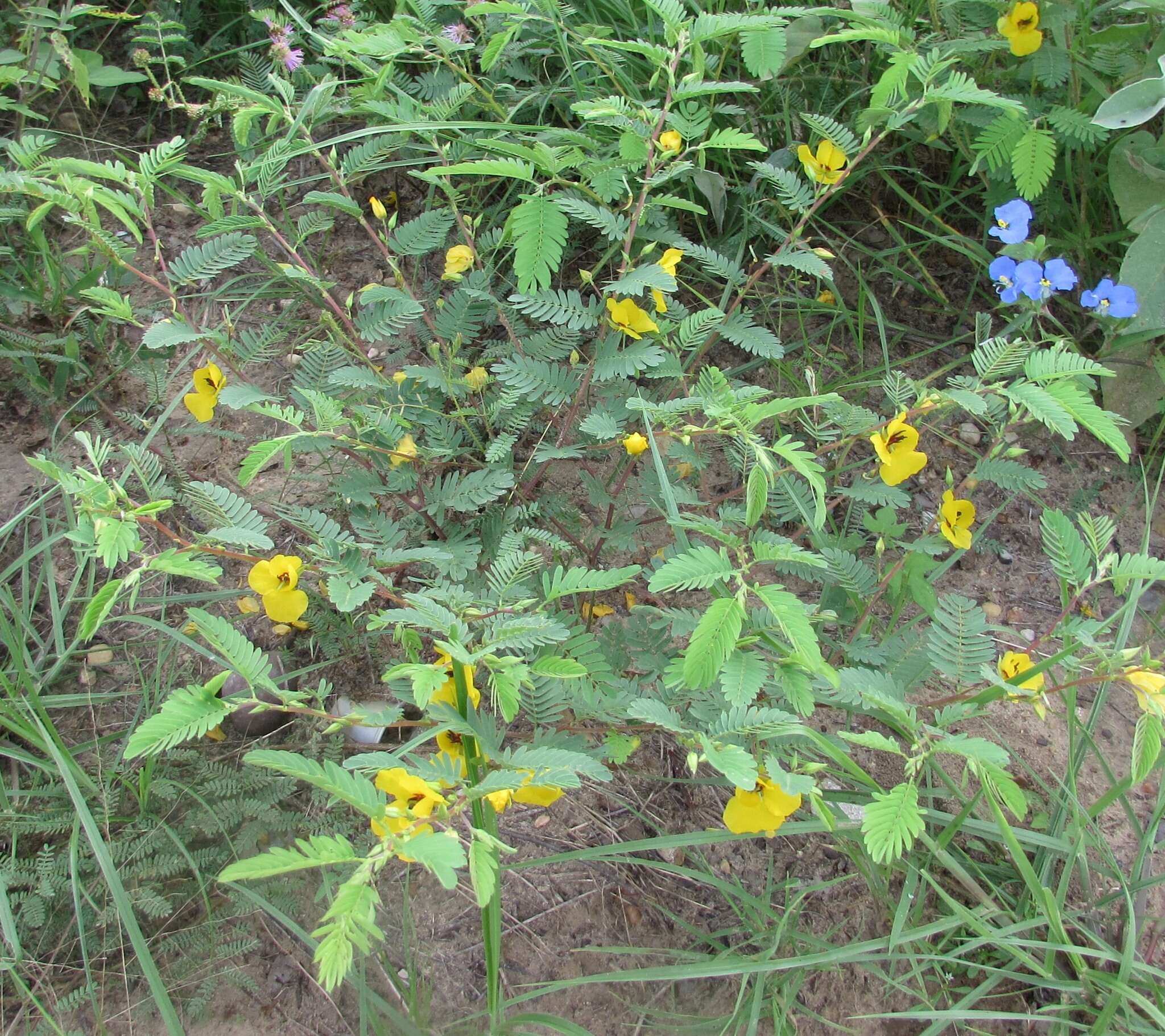 Image of partridge pea