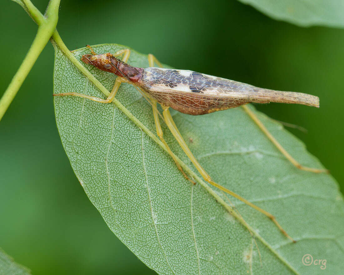 Neoxabea bipunctata (De Geer 1773) resmi