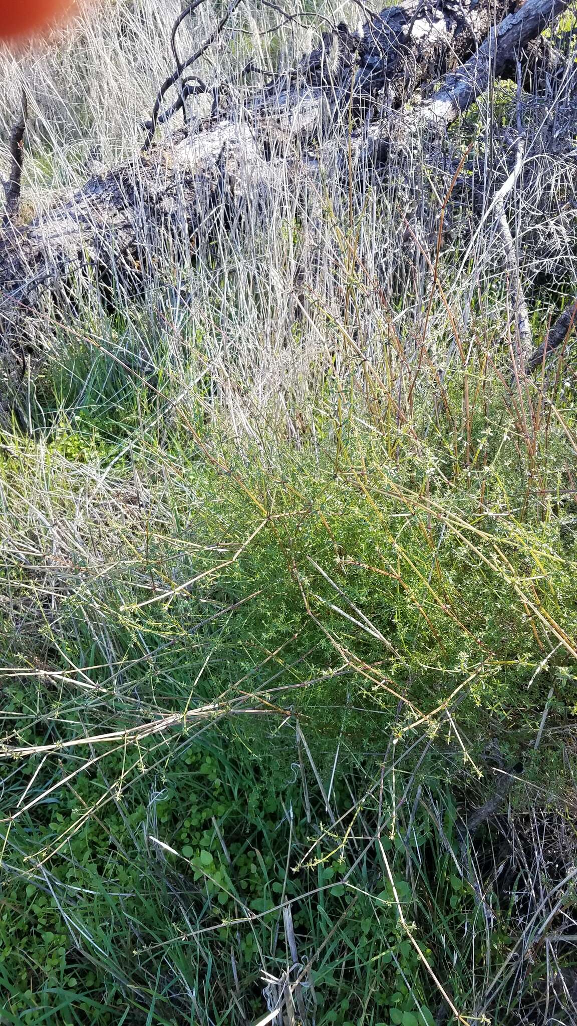 Image of graceful bedstraw