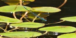 Imagem de Caliagrion billinghursti (Martin 1901)