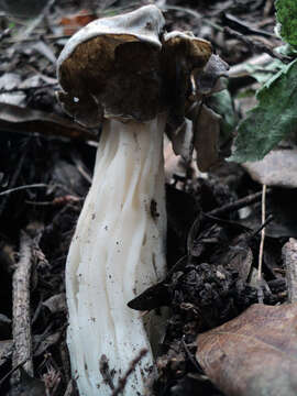 Image of Helvella maculata N. S. Weber 1975