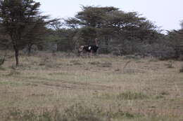 Image of ostriches