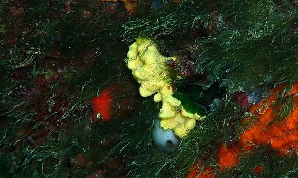 Image of crumpled duster sponge