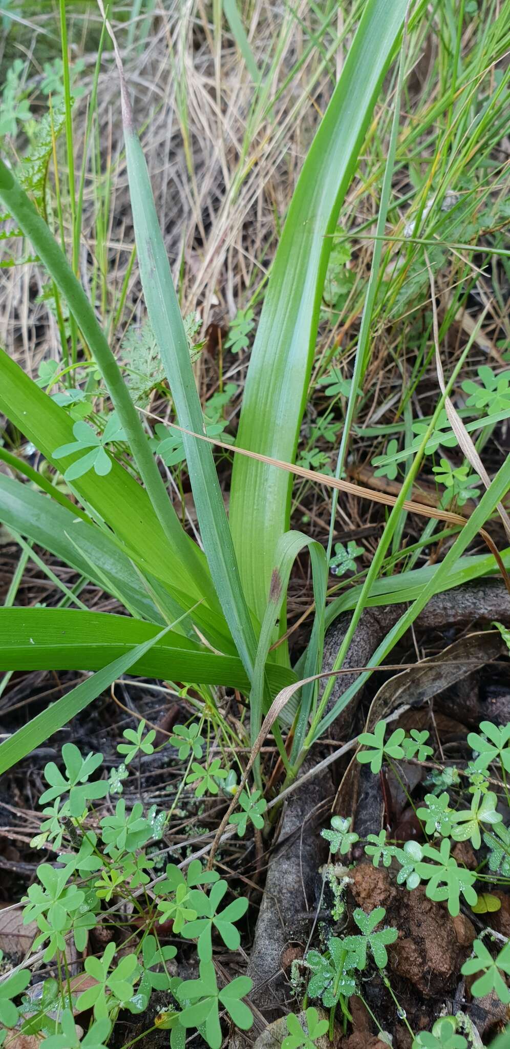 Image of Bulbinella nutans subsp. nutans