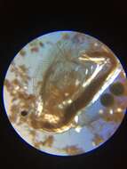 Image of Water flea