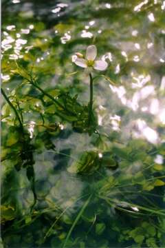 Imagem de Cardamine prorepens Fisch.