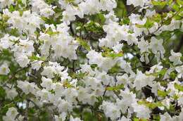 صورة Rhododendron quinquefolium Bisset & S. Moore