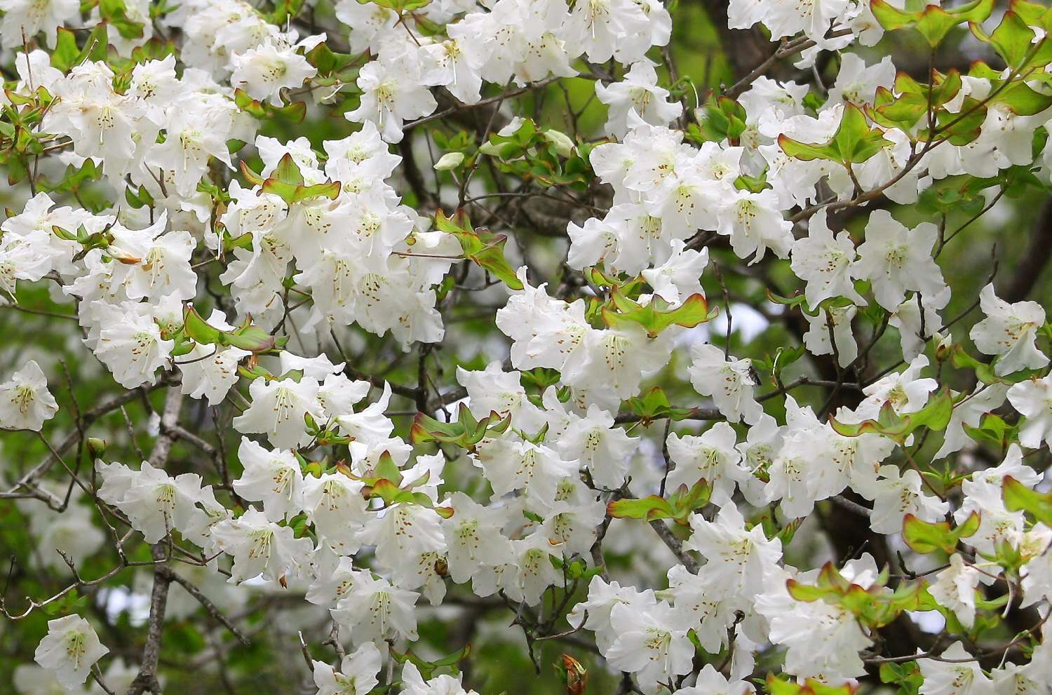 Imagem de Rhododendron quinquefolium Bisset & S. Moore