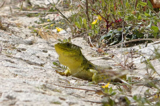 Image of Timon lepidus lepidus (Daudin 1802)