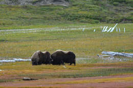 Image of muskox