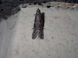 Image of Honeydew moth