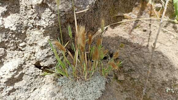 Image of Mediterranean rabbitsfoot grass