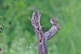 Image of Jungle Prinia