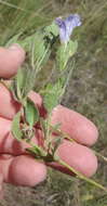 Image of Ruellia cordata Thunb.