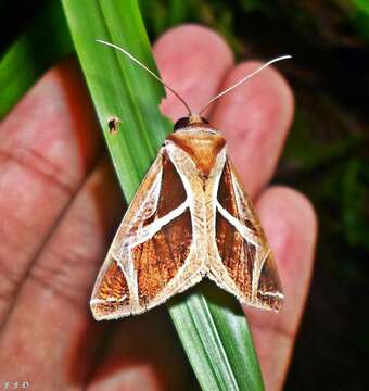 Image of Calyptis iter Guenée 1852