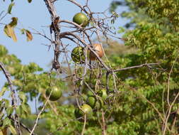 Image of Corky monkey-orange