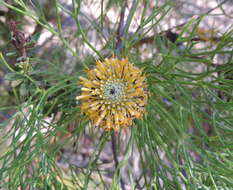 Imagem de Isopogon anemonifolius (Salisb.) Knight