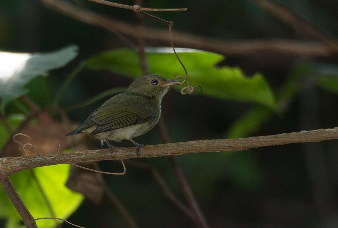 Image of Dwarf Tyranneutes