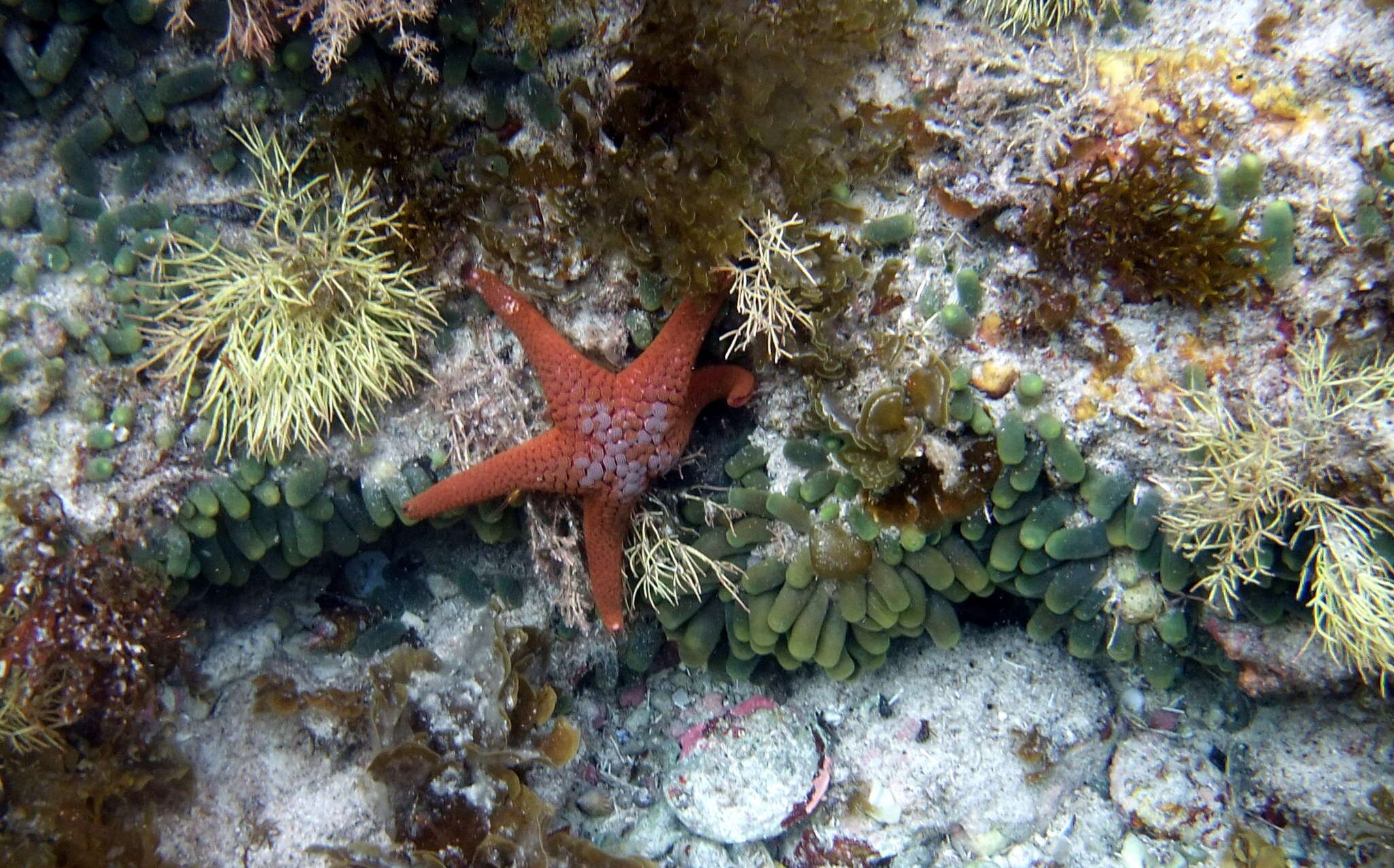 Nectria ocellata Perrier 1875 resmi