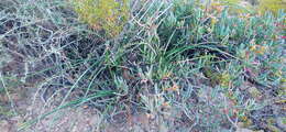 Image of Albuca caudata Jacq.