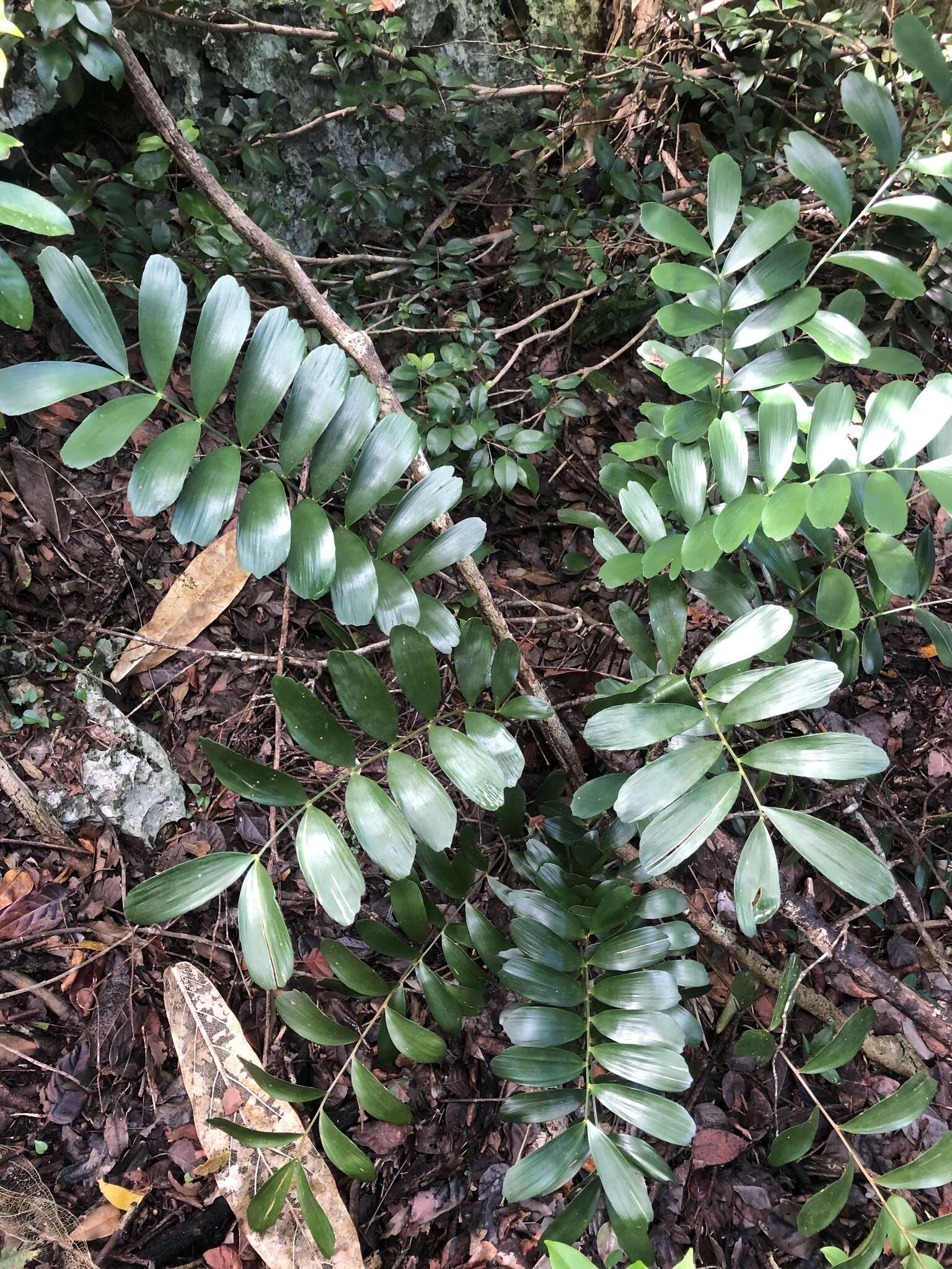 Image of Cycad